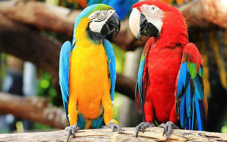  Попугаи  ара