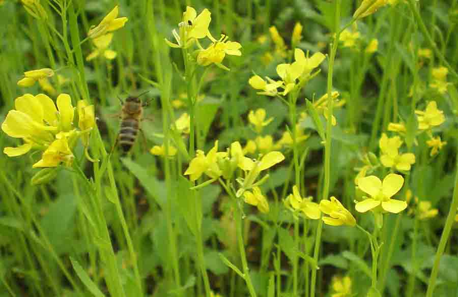 Пчела на крестоцветной траве горчице