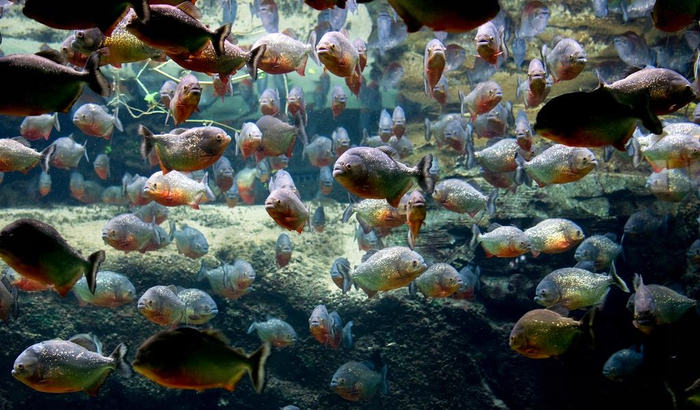Огромная стая Краснобрюхих Пираний в демонстрационном аквариуме.