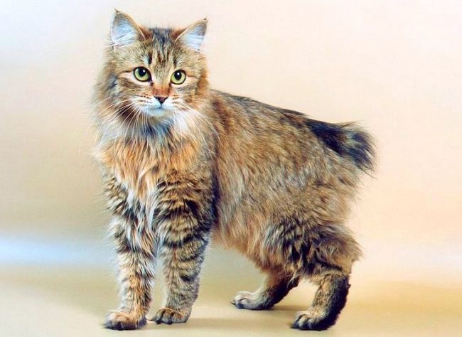 Главной особенностью кошек породы бобтейл курильский является короткий хвост