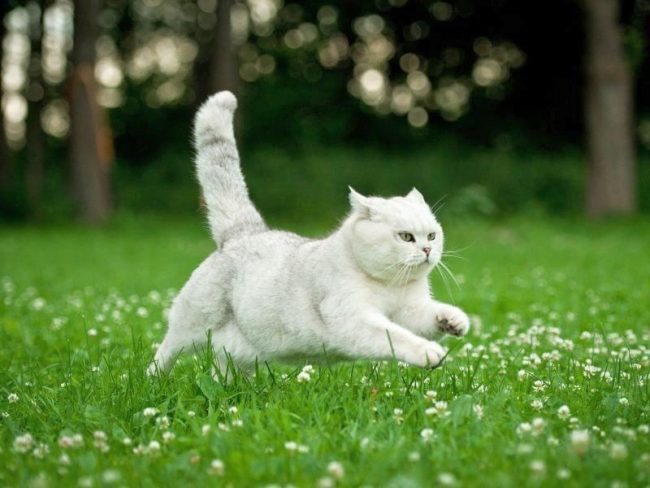 Летающая британская белая кошка