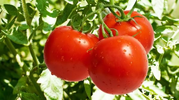 Как понять, чего не хватает помидорам