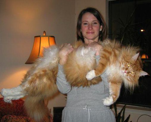 Царь-кошки. Самые большие коты в мире коты, самые большие