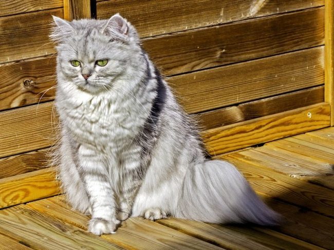 Деликатная британская шиншилла кошка сильно отличается своим поведением от традиционного британца. У нее гипертрофированный аристократизм и очень мягкий характер