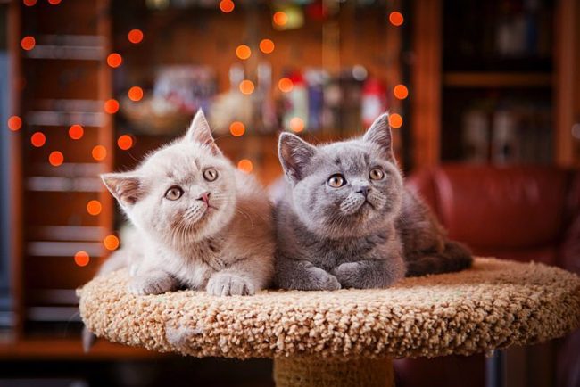 Голубой и кремовый британские котята близнецы