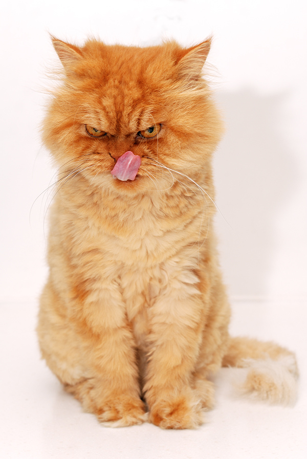 Персидскую кошку легко научить правилам поведения. Эти коты чистоплотны, их даже можно немного выдрессировать