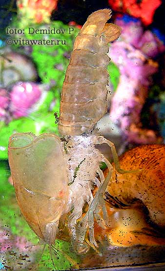 Линька кубинского рака (Procambarus cubensis)