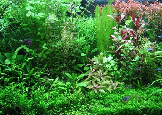 Расположение растений в аквариуме