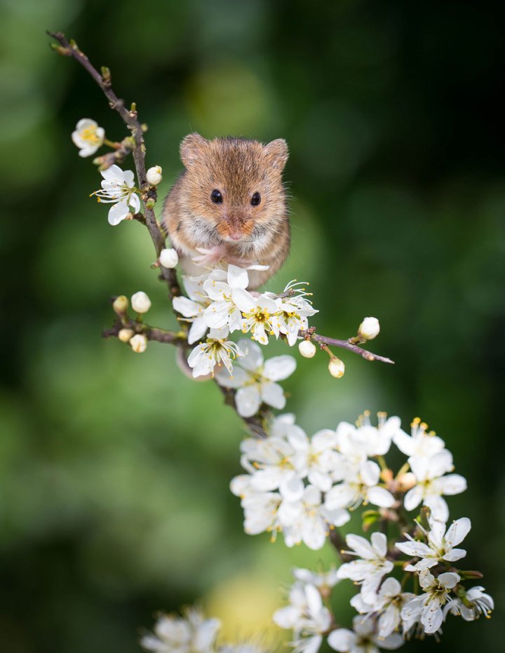 фотографии крошечных и забавных диких мышек (20)