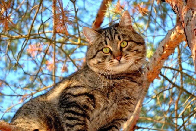 Характер сибирских кошек очень похож на собачий. Они способны охранять свою домашнюю территорию, предупреждать хозяев о визите чужака
