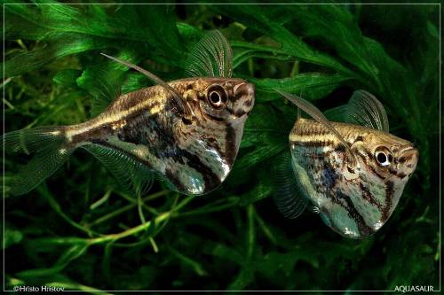 Аквариумная рыбка Карнегиелла мраморная (Carnegiella strigata).