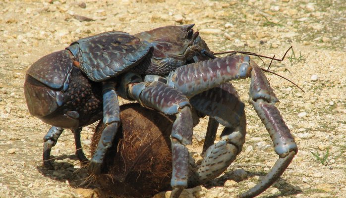 15 of The Most Terrifying Animals You Never Knew About 3