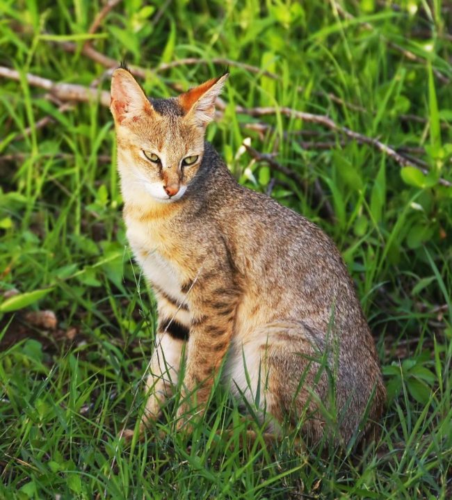 Болотная рысь – одна из самых крупных кошачьих пород