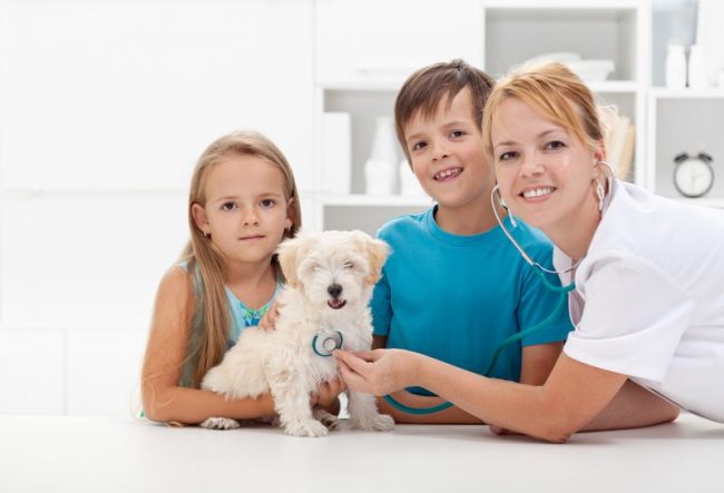 Прививки щенкам нужны для того, чтобы защитить их организм от болезней