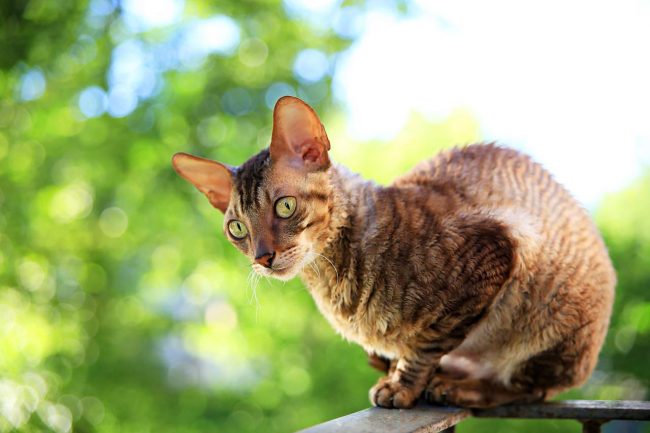 Корниш-рекс настолько любопытная кошка, что готова целыми днями сидеть на балконе и наблюдать за тем, что происходит вокруг