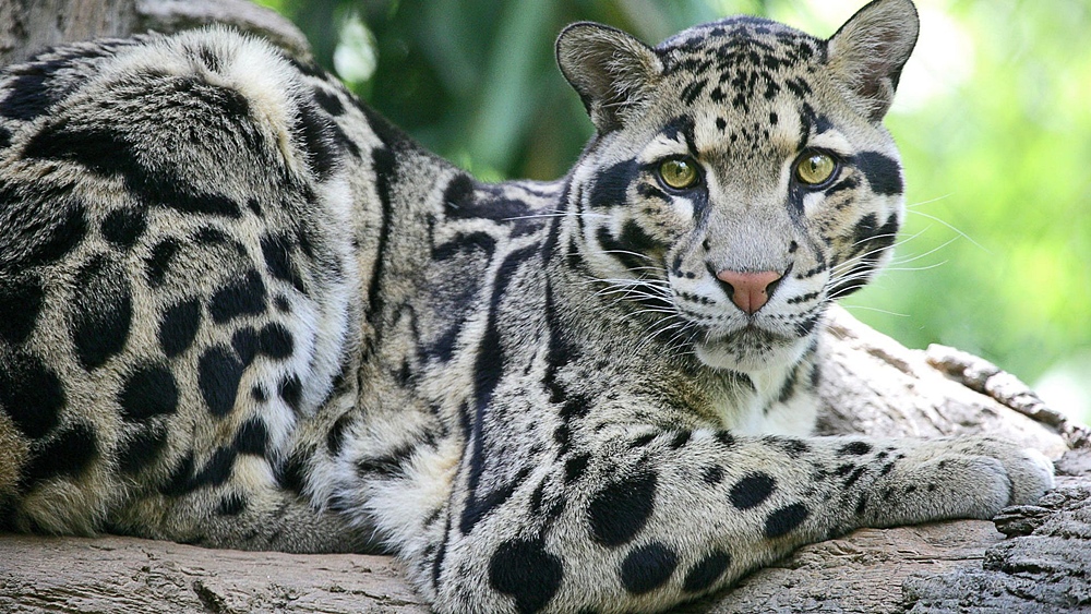 dim-leopard-2