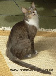 Бразильская короткошёрстная кошка