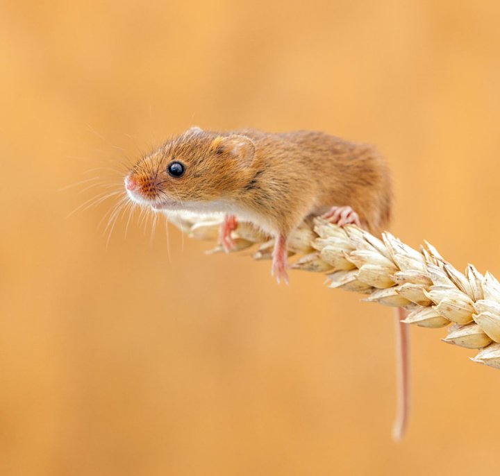 фотографии крошечных и забавных диких мышек (24)