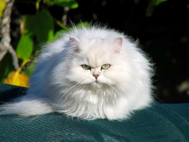 Кошка шиншилла - это не обособленная порода, а своеобразный оттенок шерсти у персов и британцев