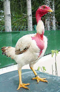 Курица бойцовая Мадагаскарская