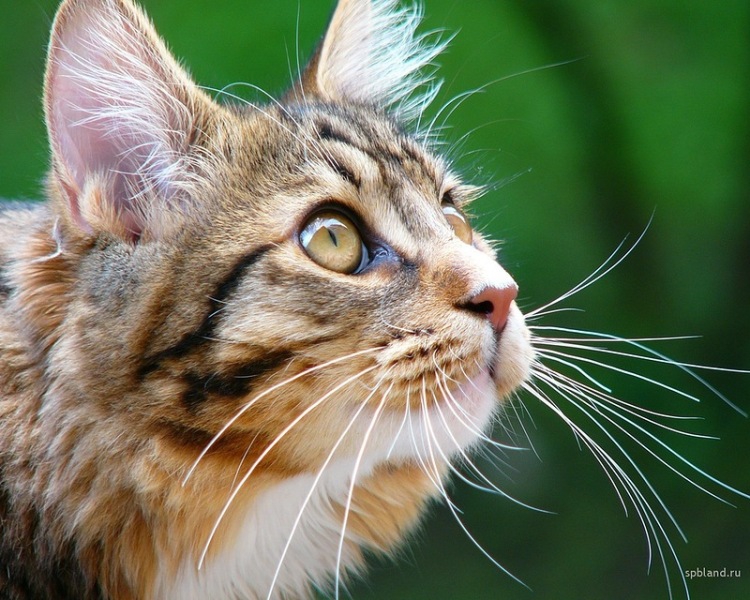 Как кошки используют свои усы Cats, nature photography