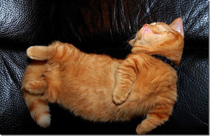25 самых странных поз, в которых спят коты коты, сон, поза