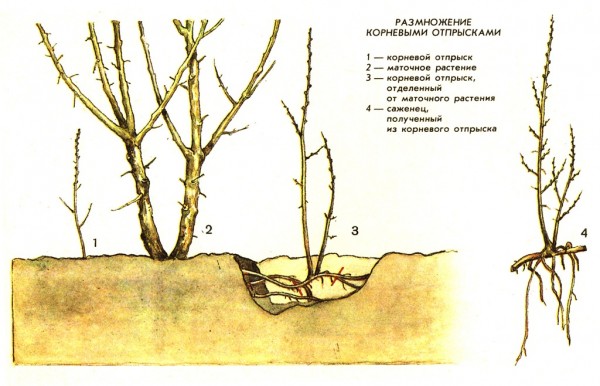 Razmnozhenie-roz-kornevyimi-otpryiskami-e1448535320506