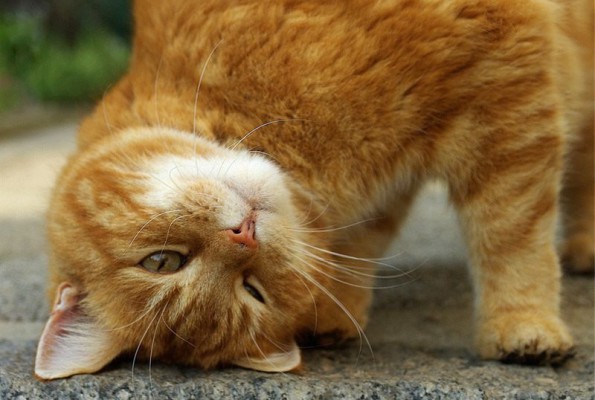 Ученые нашли необычное применение кошкам!