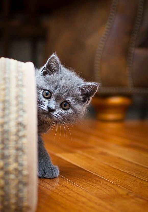 Любопытный британский котенок тайно наблюдает за происходящим в комнате