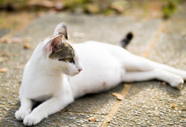 Беременность у кошки в большинстве случаев протекает без осложнений