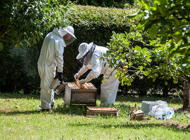 Пчеловоды работают на пасеке 