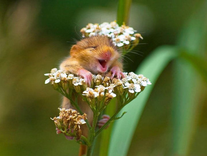 фотографии крошечных и забавных диких мышек