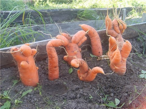Правильные удобрения моркови