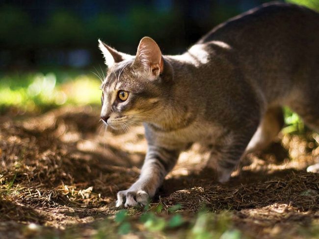 Абиссинская кошка очень ловкая, быстро на все реагирует, имеет почти сибирское здоровье