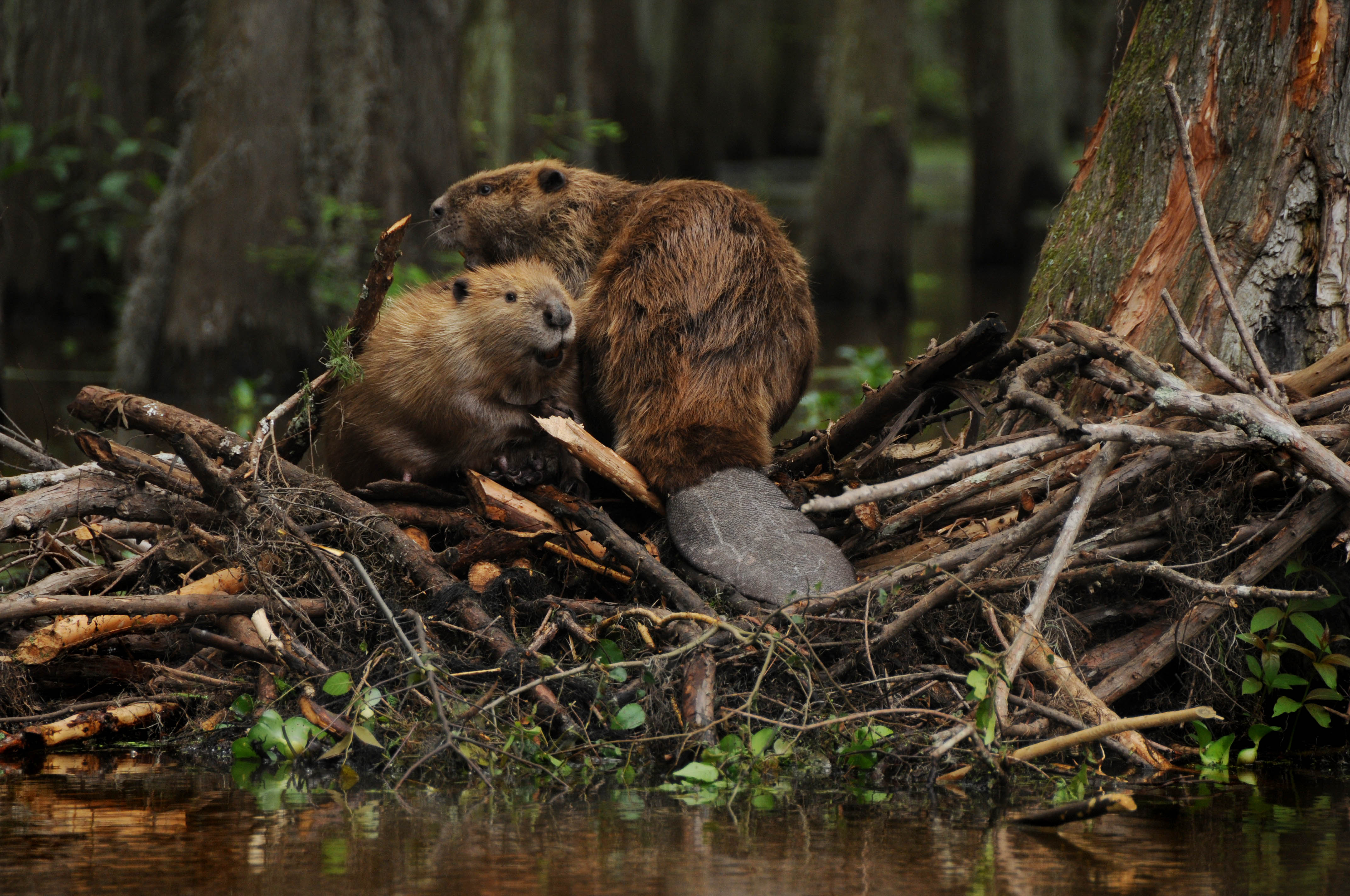 beaver-pair