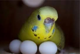 Самка попугая на яйцах