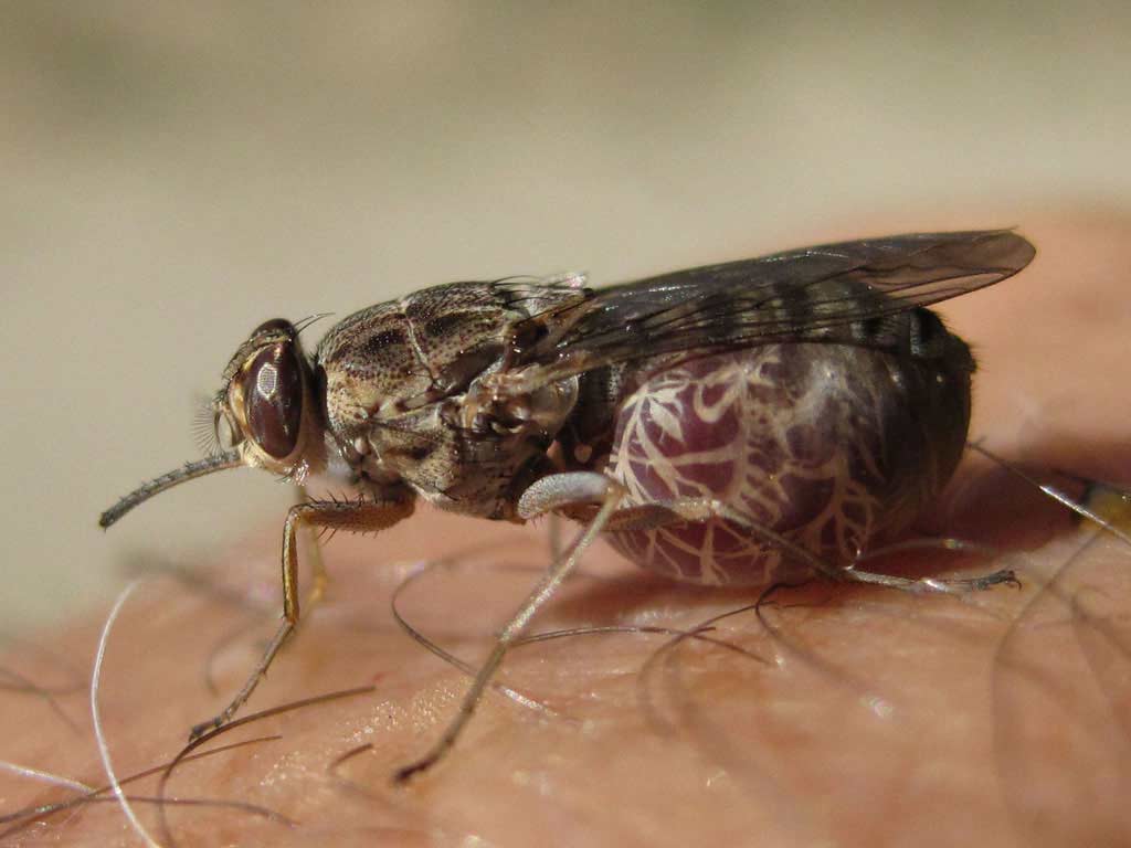Один из наиболее опасных видов живых существ, живущих в Африке – муха цеце