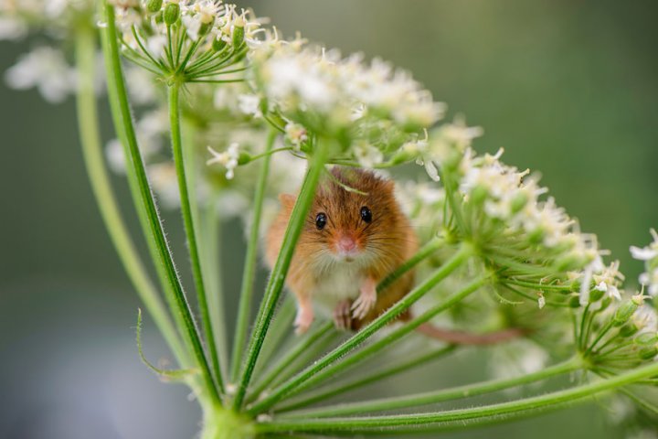 фотографии крошечных и забавных диких мышек (8)