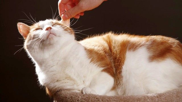 Для профилактики такого заболевания, как ушной клещ у кошек, важен регулярный осмотр и чистка ушек вашей кисы