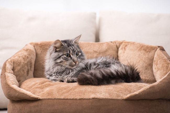 Очень удобный лежак, на котором кошка будет себя чувствовать как настоящий представитель королевской масти!