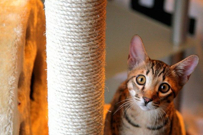 Выразительный, умный взгляд отличает саванну от многих пород кошек