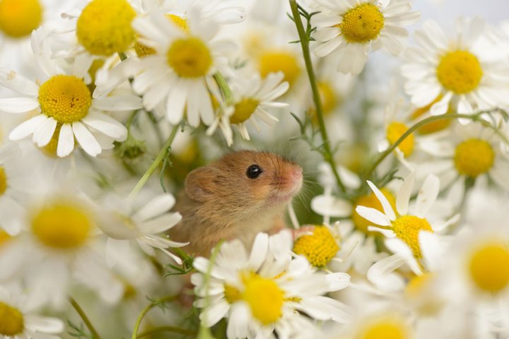 фотографии крошечных и забавных диких мышек (12)