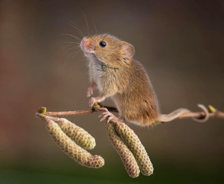 фотографии крошечных и забавных диких мышек (19)