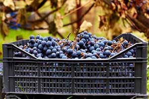 Длительное хранение винограда