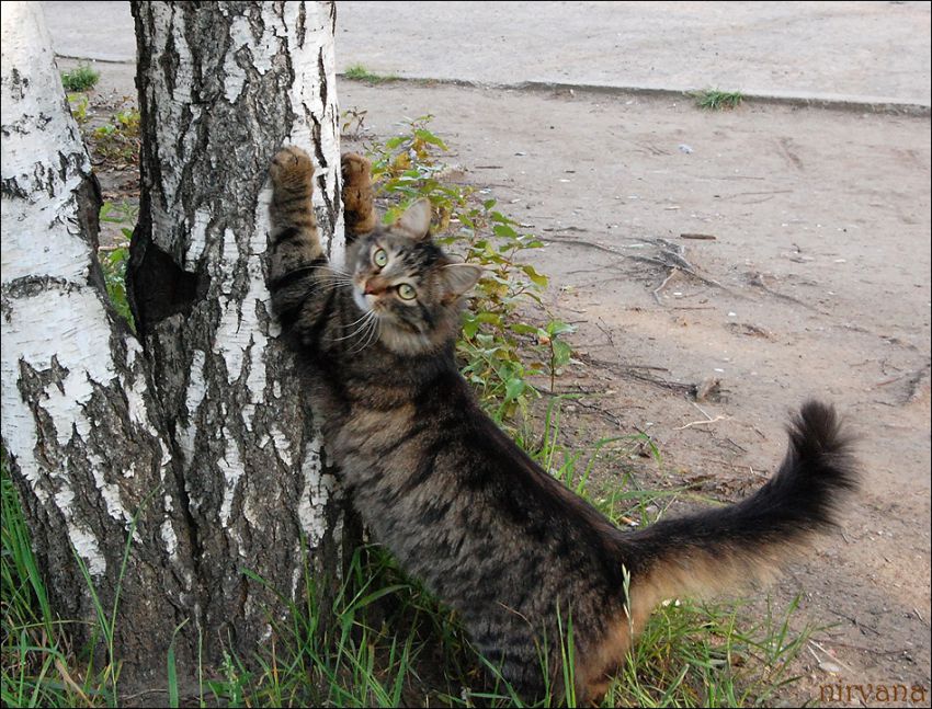 Почему кошка дерет дерево или мебель? кошки, когти, точит, дерет, интересно