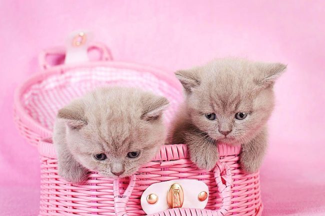 Британские котята уютно разместились в розовой корзинке