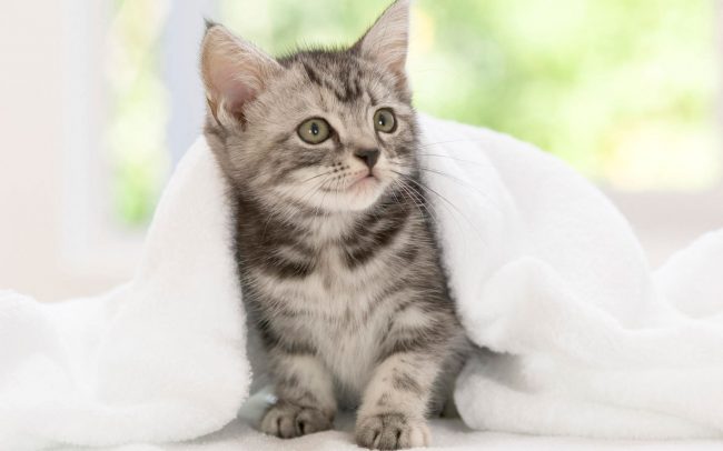 Как чистить уши кошке