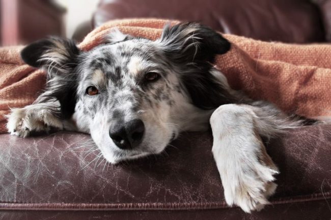 Стафилококк у собак может способствовать развитию и других болезней