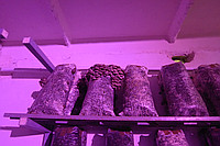 Освещение и осветительные приборы для выращивания грибов