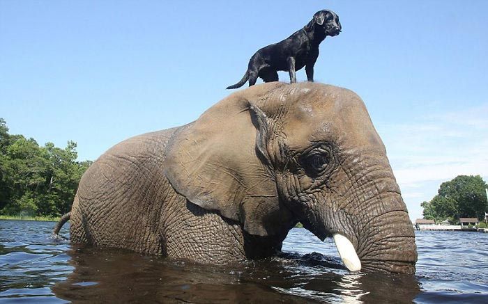 дружба между животными разных видов